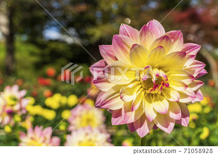 Brightly blooming dahlia, Kawanishi Town, Yamagata Prefecture 71058928