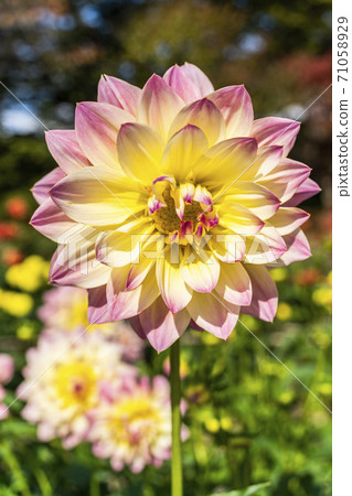 Brightly blooming dahlia, Kawanishi Town, Yamagata Prefecture 71058929