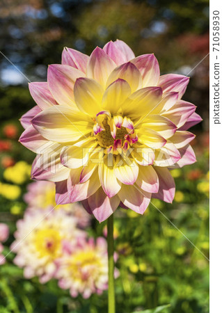 Brightly blooming dahlia, Kawanishi Town, Yamagata Prefecture 71058930
