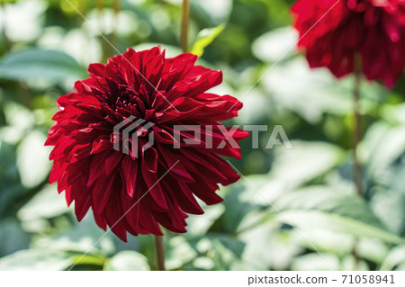 山形縣川西町大花iya 71058941