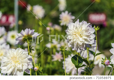 山形縣川西町大花iya 71058975