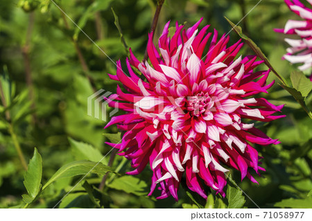 Brightly blooming dahlia, Kawanishi Town, Yamagata Prefecture Brightly blooming dahlia, Kawanishi Town, Yamagata Prefecture 71058977