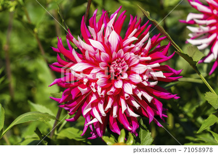 Brightly blooming dahlia, Kawanishi Town, Yamagata Prefecture 71058978