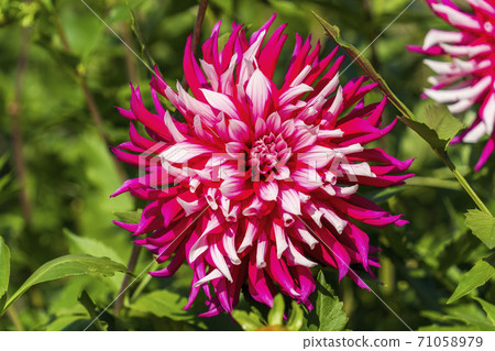 Brightly blooming dahlia, Kawanishi Town, Yamagata Prefecture 71058979