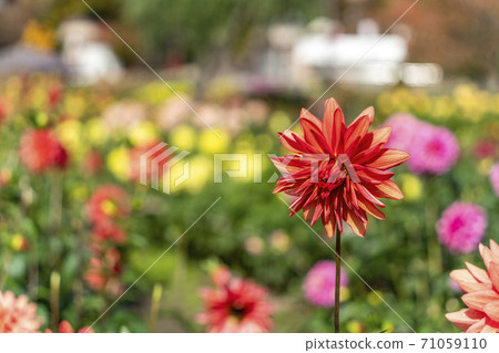 Brightly blooming dahlia, Kawanishi Town, Yamagata Prefecture Brightly blooming dahlia, Kawanishi Town, Yamagata Prefecture 71059110
