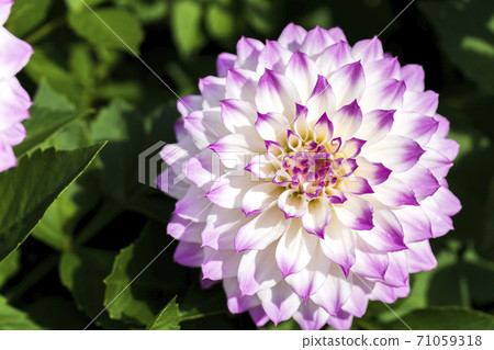 Brightly blooming dahlia, Kawanishi Town, Yamagata Prefecture Brightly blooming dahlia, Kawanishi Town, Yamagata Prefecture 71059318