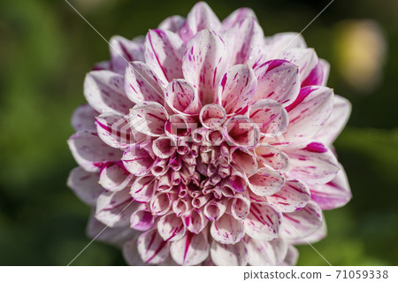 Brightly blooming dahlia, Kawanishi Town, Yamagata Prefecture Brightly blooming dahlia, Kawanishi Town, Yamagata Prefecture 71059338