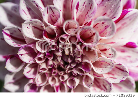 Brightly blooming dahlia, Kawanishi Town, Yamagata Prefecture 71059339