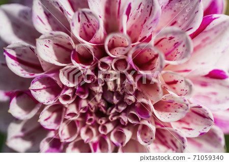 Brightly blooming dahlia, Kawanishi Town, Yamagata Prefecture 71059340