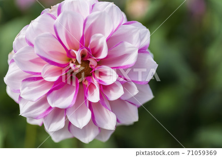 Brightly blooming dahlia, Kawanishi Town, Yamagata Prefecture Brightly blooming dahlia, Kawanishi Town, Yamagata Prefecture 71059369