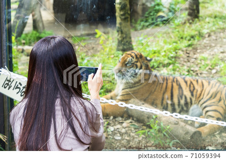A woman shooting a tiger with a smartphone, Sendai City, Miyagi Prefecture A woman shooting a tiger with a smartphone, Sendai City, Miyagi Prefecture 71059394