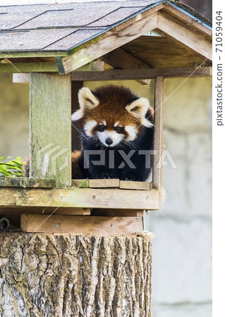 宮城縣仙台市小熊貓的孩子 71059404