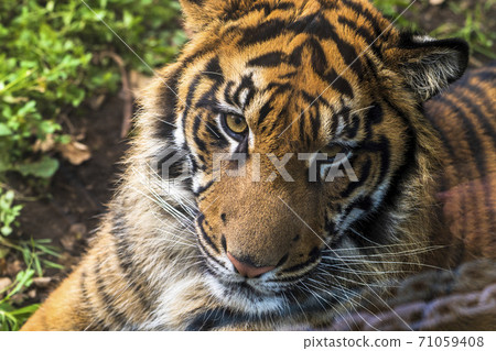 Face of Sumatran tiger Sendai City, Miyagi Prefecture 71059408
