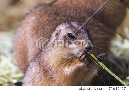 大黑草原犬@仙台大城區 71059417