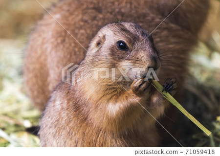 大黑草原犬@仙台大城區 71059418