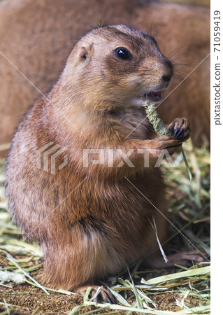 大黑草原犬@仙台大城區 71059419