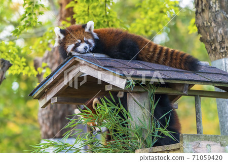 小熊貓的孩子仙台大城區 小熊貓的孩子仙台大城區 71059420