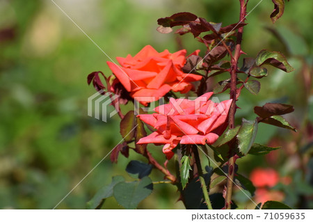 2020中之島玫瑰園 2020中之島玫瑰園 71059635