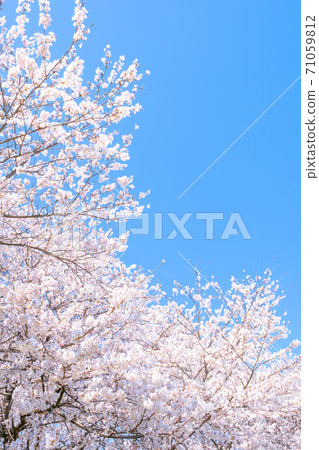 盛開的櫻花和蔚藍的天空（Gongendo Sakuratsutsumi） 71059812
