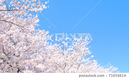 盛開的櫻花和蔚藍的天空（Gongendo Sakuratsutsumi） 71059814