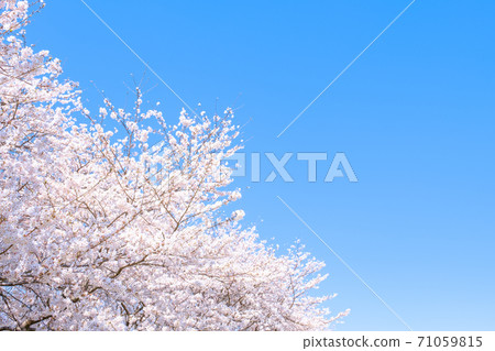 Cherry blossoms in full bloom and blue sky (at Gongendo Tsutsumi) 71059815