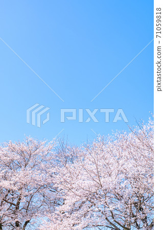 盛開的櫻花和蔚藍的天空（Gongendo Sakuratsutsumi） 71059818