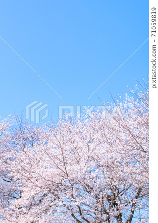 盛開的櫻花和蔚藍的天空(Gongendo Sakuratsutsumi) 盛開的櫻花和蔚藍的天空(Gongendo Sakuratsutsumi) 71059819