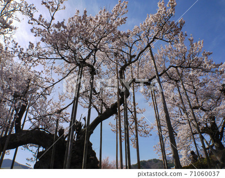 Sayaka Yamakuchi 71060037