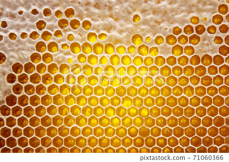 Fresh bee honey in combs. natural food background texture 71060366
