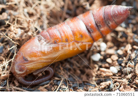 Hawk moth pupa Hawk moth pupa 71060551