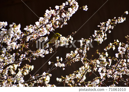 White-eye that came to Chishimazakura 71061010