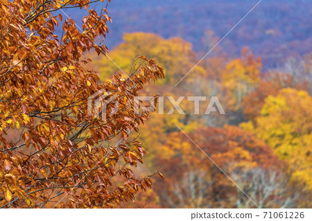 Yunohama Pass after the rain Autumn leaves Kurihara City, Miyagi Prefecture Yunohama Pass after the rain Autumn leaves Kurihara City, Miyagi Prefecture 71061226