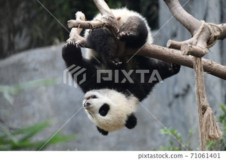 小熊貓 71061401