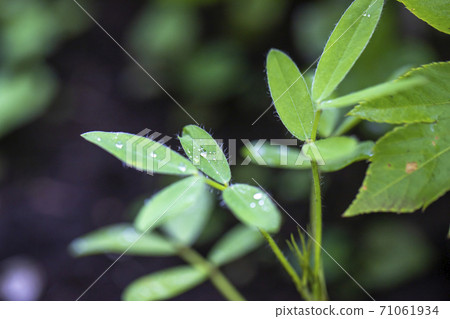 Peanut leaves and water droplets Peanut leaves and water droplets 71061934