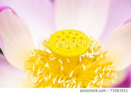 蓮花 蓮花 71061951