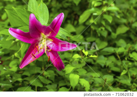 Red squash lily 71062032