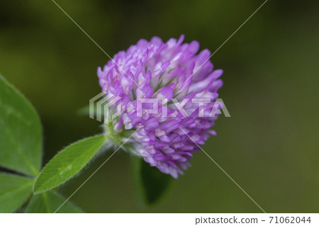 Murasakitetsukusa了 Murasakitetsukusa了 71062044