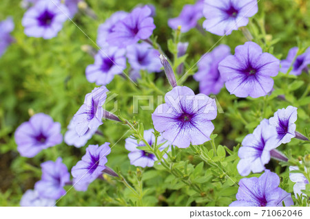Little purple betunia Little purple betunia 71062046