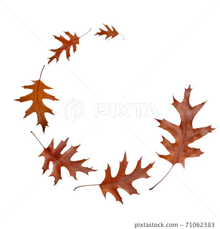 Flying autumn dry brown oak leaves spiral isolated on white. Flying autumn dry brown oak leaves spiral isolated on white. 71062383