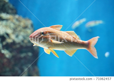 水族館 71062457