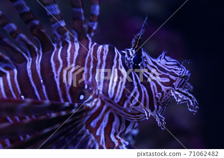 水族館 水族館 71062482