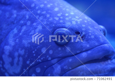 Aquarium Aquarium 71062491