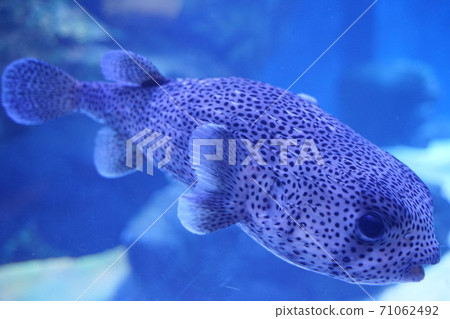 水族館 水族館 71062492