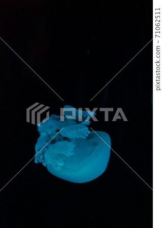 Aquarium Aquarium 71062511