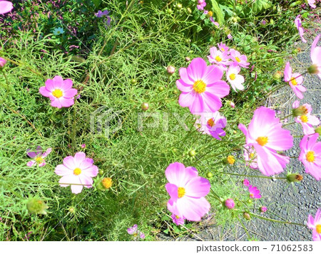 在風中搖曳的花朵[秋櫻（波斯菊）] 71062583
