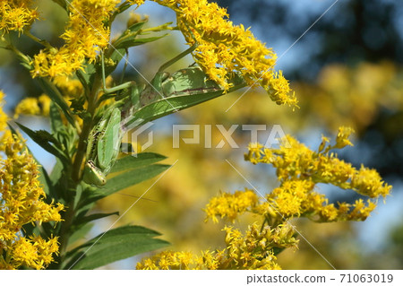 Creatures, insects, Hierodula patellifera, females in late autumn. Ambush with Solidago altissima. It is a model of attack mimicry Creatures, insects, Hierodula patellifera, females in late autumn. Ambush with Solidago altissima. It is a model of attack mimicry 71063019