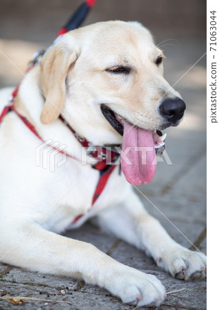 拉布拉多犬 71063044