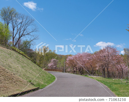 旭山紀念公園櫻花 旭山紀念公園櫻花 71063238