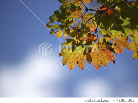 Autumn leaves maple and maple Autumn leaves maple and maple 71063302