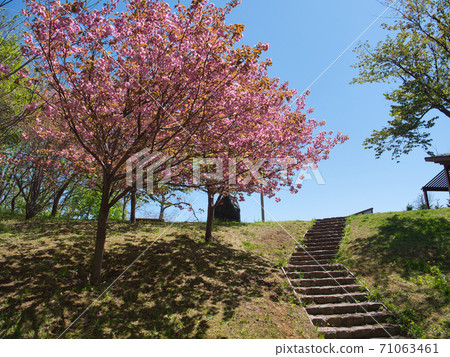 Asahiyama Memorial Park Sakura Asahiyama Memorial Park Sakura 71063461